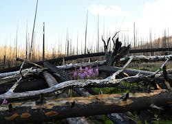 Green Mountain Trail in Rocky Mountain National Park has recently opened again for hikers after the East Troublesome fire ran through the area two years ago. Green Mountain Trail in Rocky Mountain National Park has recently opened again for hikers after the East Troublesome fire ran through the area two years ago.
