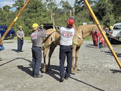 Firefighters were trained in assembling Portable High Point Operations—a pulley system designed to assist in safely lifting and relocating large animals during rescue operations. Firefighters were trained in assembling Portable High Point Operations—a pulley system designed to assist in safely lifting and relocating large animals during rescue operations.