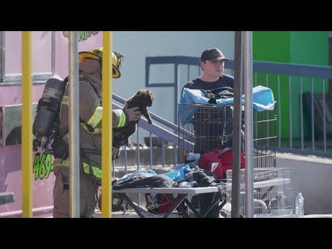 Fire at Dallas Shopping Center Kills 579 Animals
