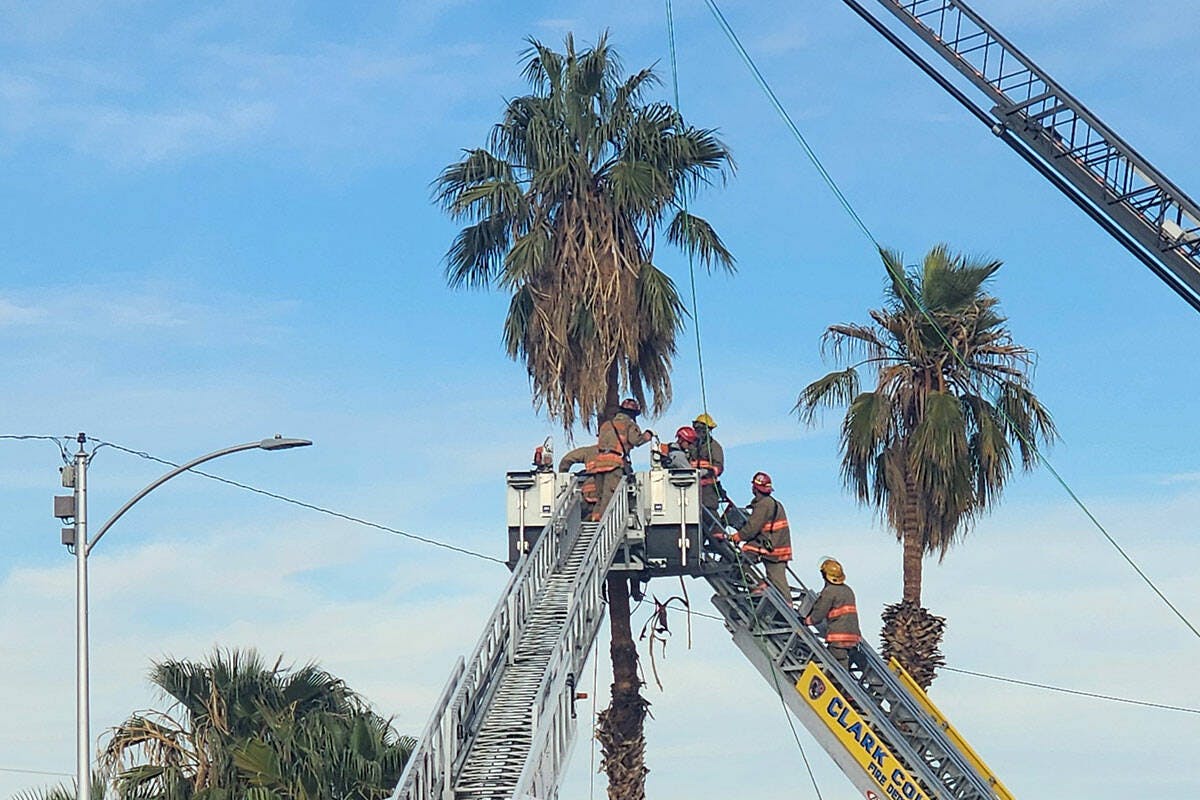 Las Vegas police and firefighters, with assistance from Clark County Fire Department, respond to the scene of an unconscious man who passed away while stuck in a palm tree on Bonanza Road near 21st Street on Wednesday, Feb. 12, 2025, in Las Vegas.