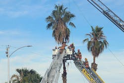 Las Vegas police and firefighters, with assistance from Clark County Fire Department, respond to the scene of an unconscious man who passed away while stuck in a palm tree on Bonanza Road near 21st Street on Wednesday, Feb. 12, 2025, in Las Vegas. Las Vegas police and firefighters, with assistance from Clark County Fire Department, respond to the scene of an unconscious man who passed away while stuck in a palm tree on Bonanza Road near 21st Street on Wednesday, Feb. 12, 2025, in Las Vegas.