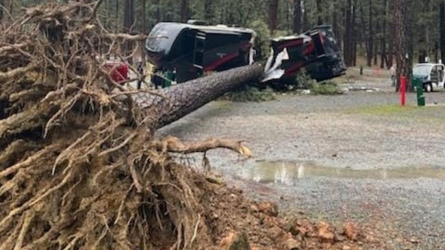 Firefighters found the tree crushing the center of the RV at the Nevada County fairgrounds.