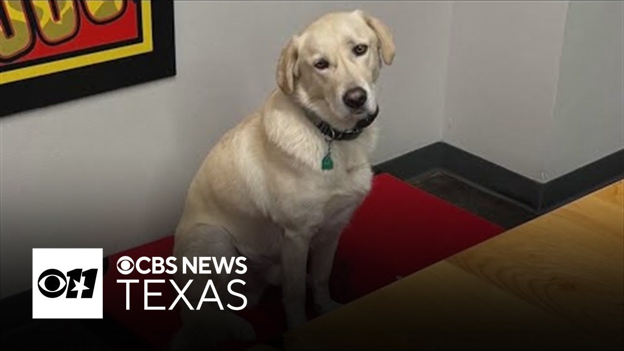 Midlothian Fire Department seeks help finding missing station dog