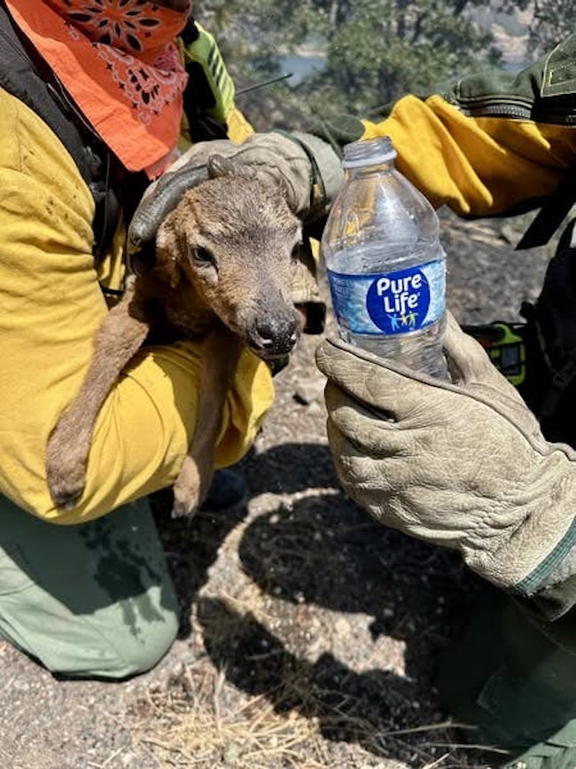 A firefighter comforts a crying fawn who ran up to him at a wildfire.