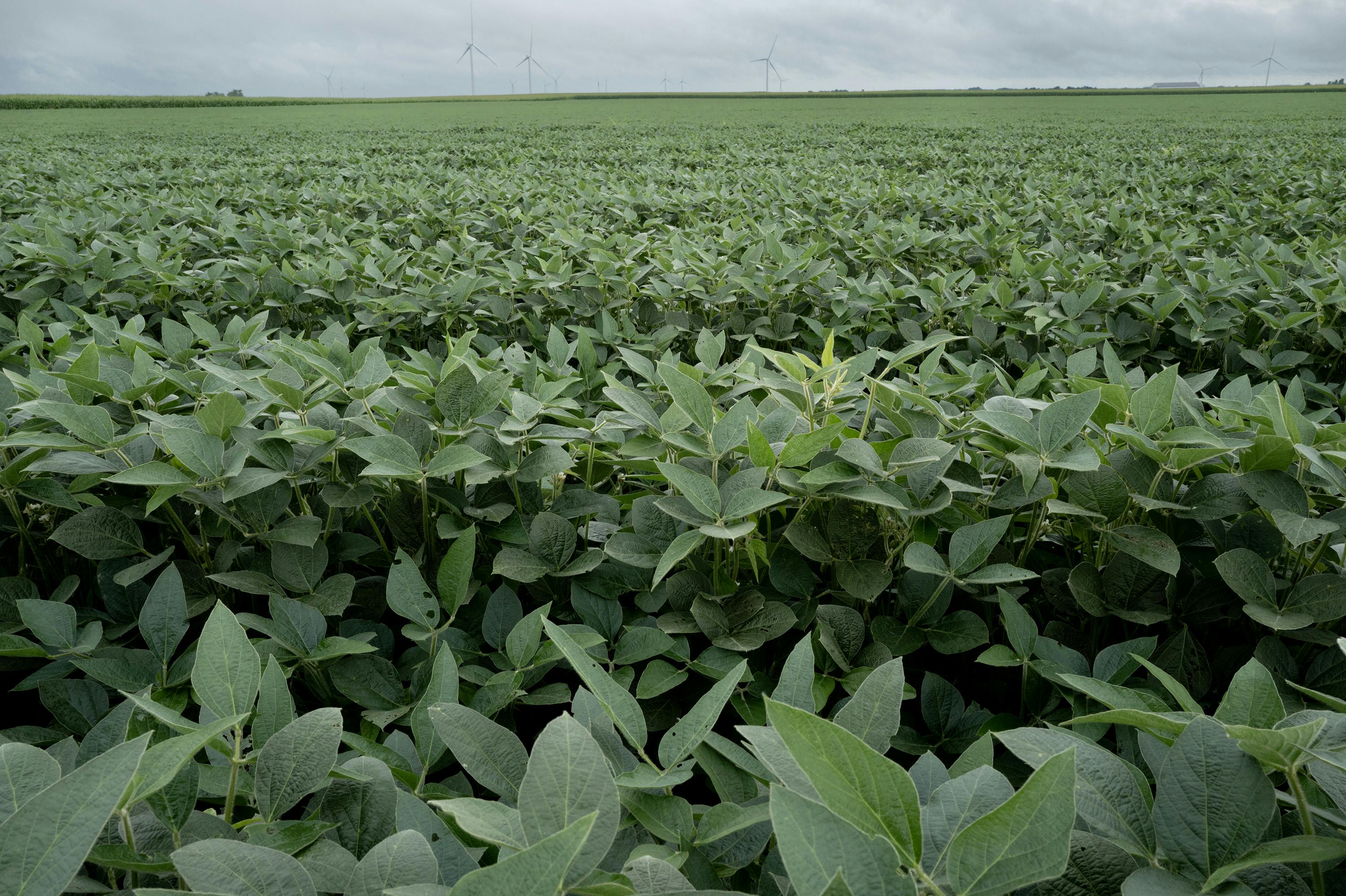 Soybean-based foam is safer and doesn't stick around like the current product does.