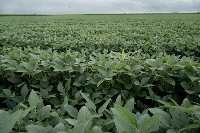 Soybean-based foam is safer and doesn't stick around like the current product does.