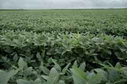 Soybean-based foam is safer and doesn't stick around like the current product does. Soybean-based foam is safer and doesn't stick around like the current product does.