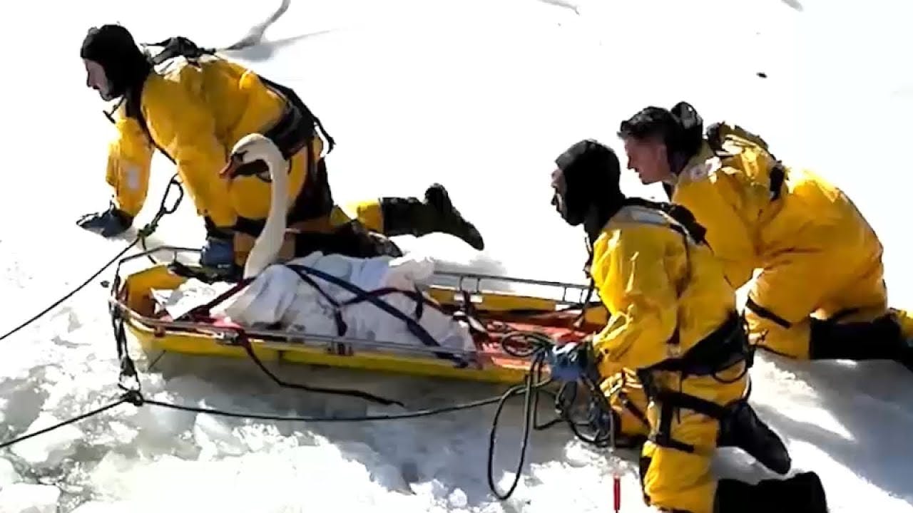 Firefighters rescue swan frozen in icy waters of Norwalk River in Connecticut