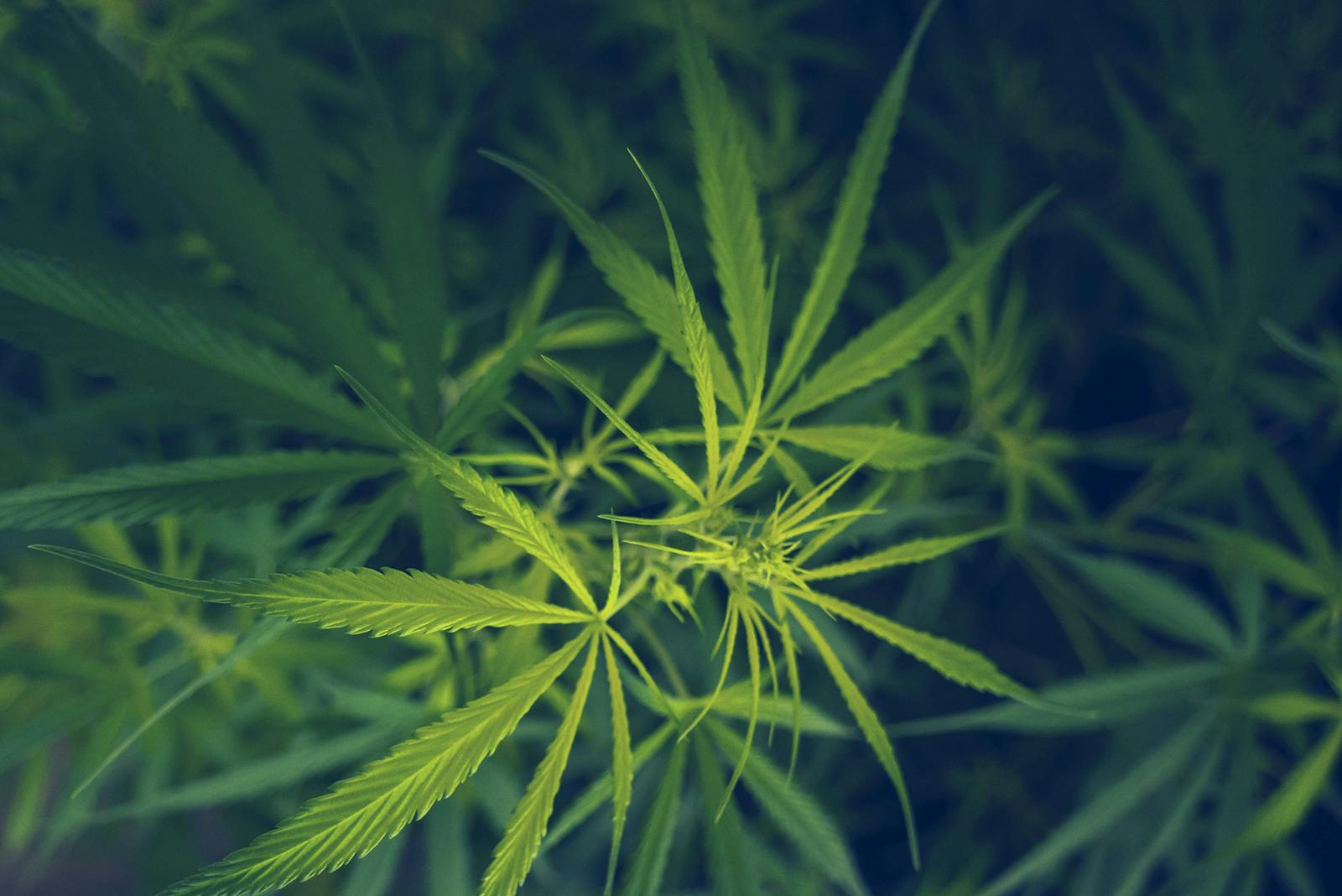 With no state law offering guidance, first responders&rsquo; use of medical cannabis has been the responsibility of local Maryland jurisdictions.