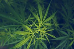 With no state law offering guidance, first responders’ use of medical cannabis has been the responsibility of local Maryland jurisdictions. With no state law offering guidance, first responders’ use of medical cannabis has been the responsibility of local Maryland jurisdictions.