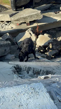 trained rescue canine on scene of a building collapse trained rescue canine on scene of a building collapse