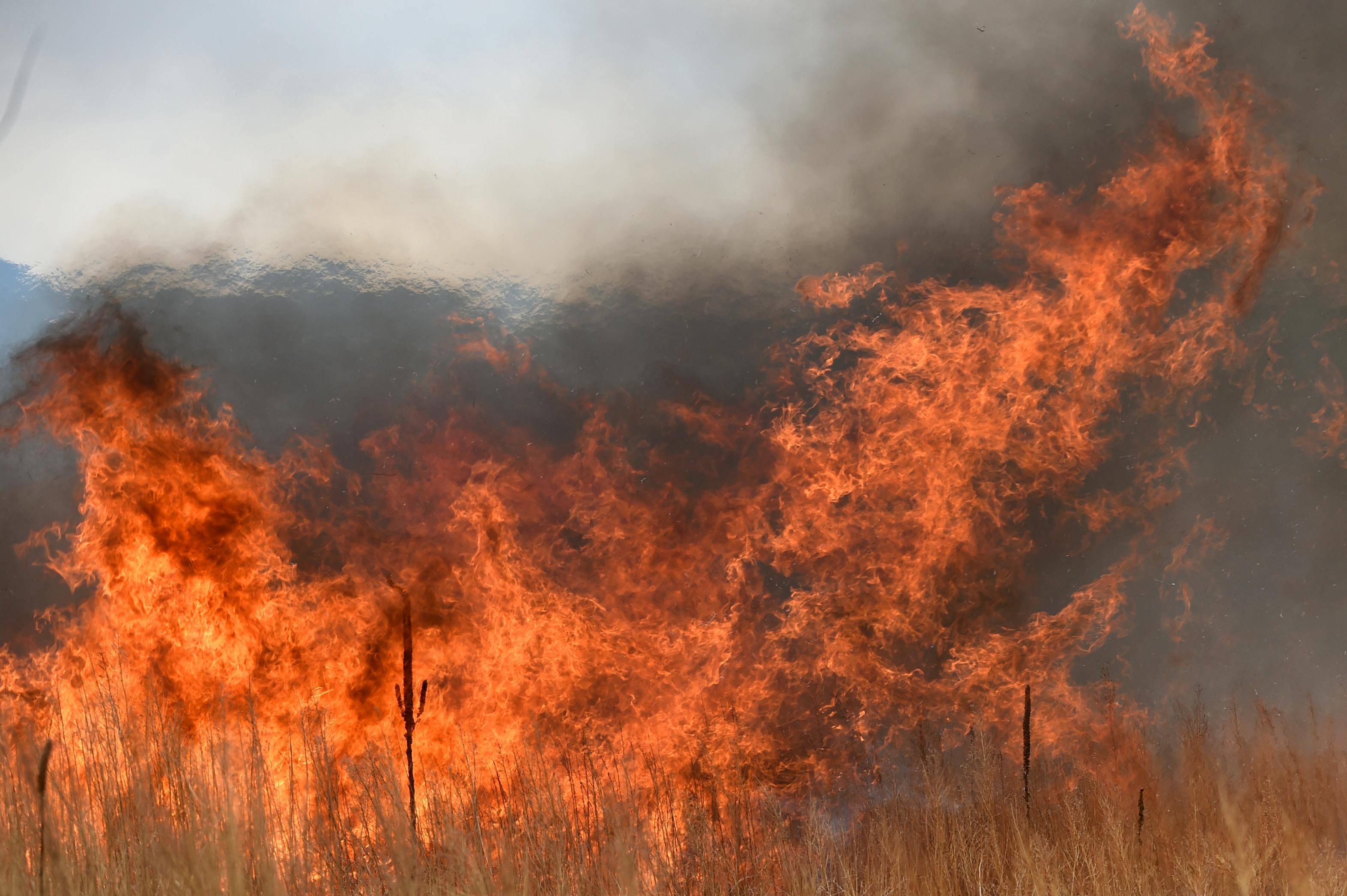 The U.S. Wildland Fire Service, established in January under the Department of the Interior, consolidates firefighting efforts across multiple agencies to improve wildfire response in Colorado.