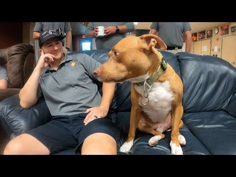 Once Homeless Pooch Now Hangs out with Fort Worth, TX Firehouse