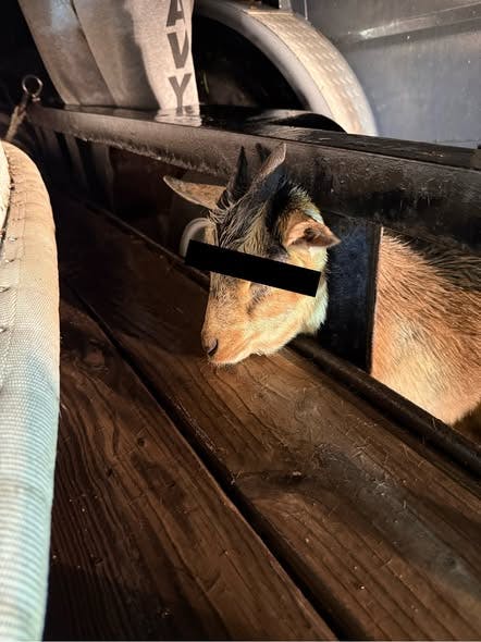 Curious Goat Needs Thompson, CT, Firefighters' Help