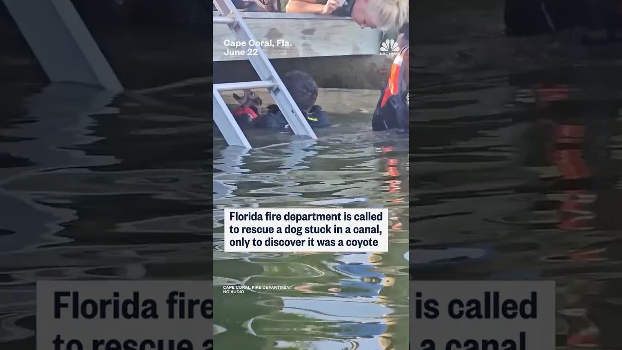 Cape Coral, FL, Firefighters Called to Rescue Dog Rescue Find Coyote Instead