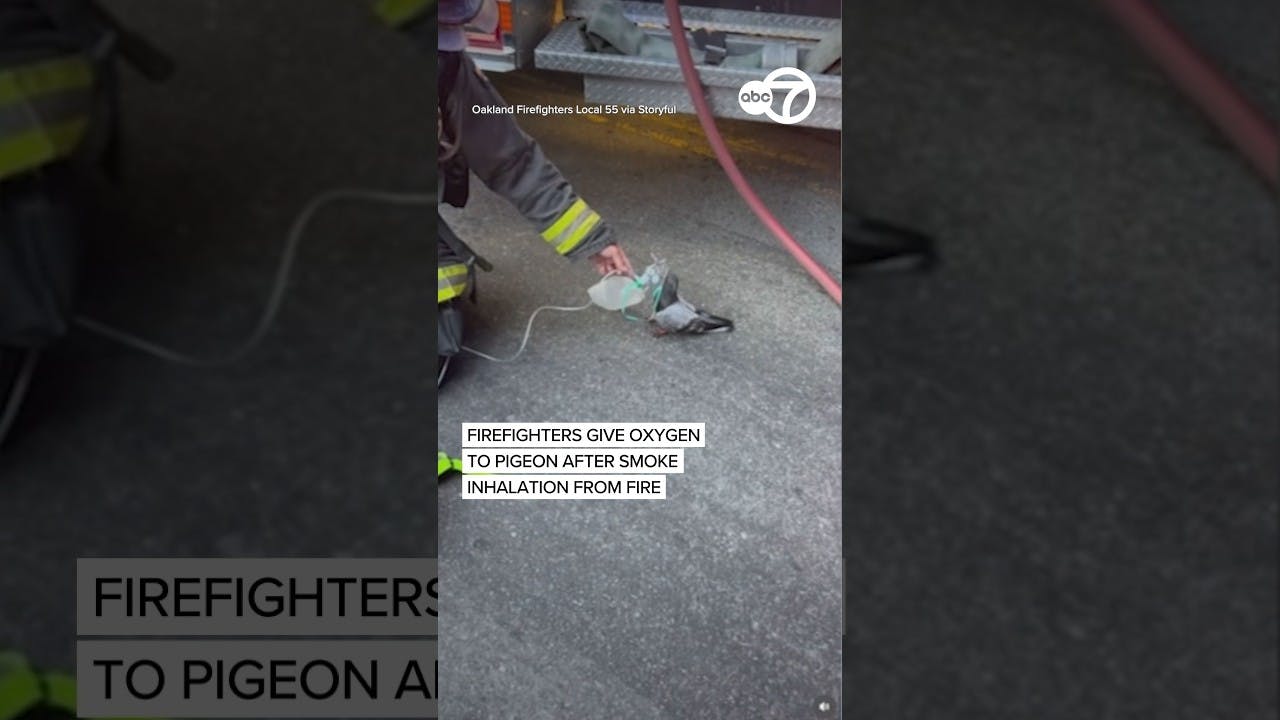 Firefighters give oxygen to pigeon after smoke inhalation from fire