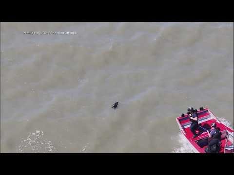 WATCH: Lost dog rescued from San Francisco Bay after swimming for miles