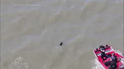 WATCH: Lost dog rescued from San Francisco Bay after swimming for miles