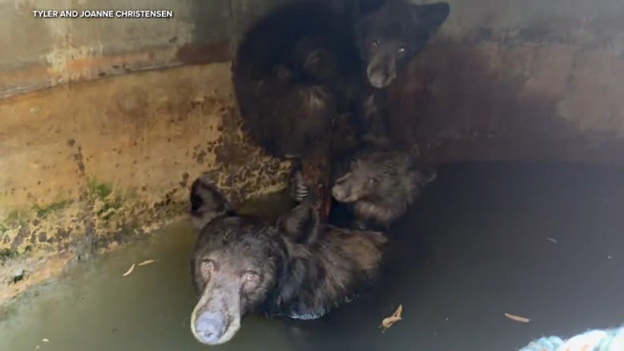Mama Bear, Cubs Rescued from Cistern in La Verne, CA