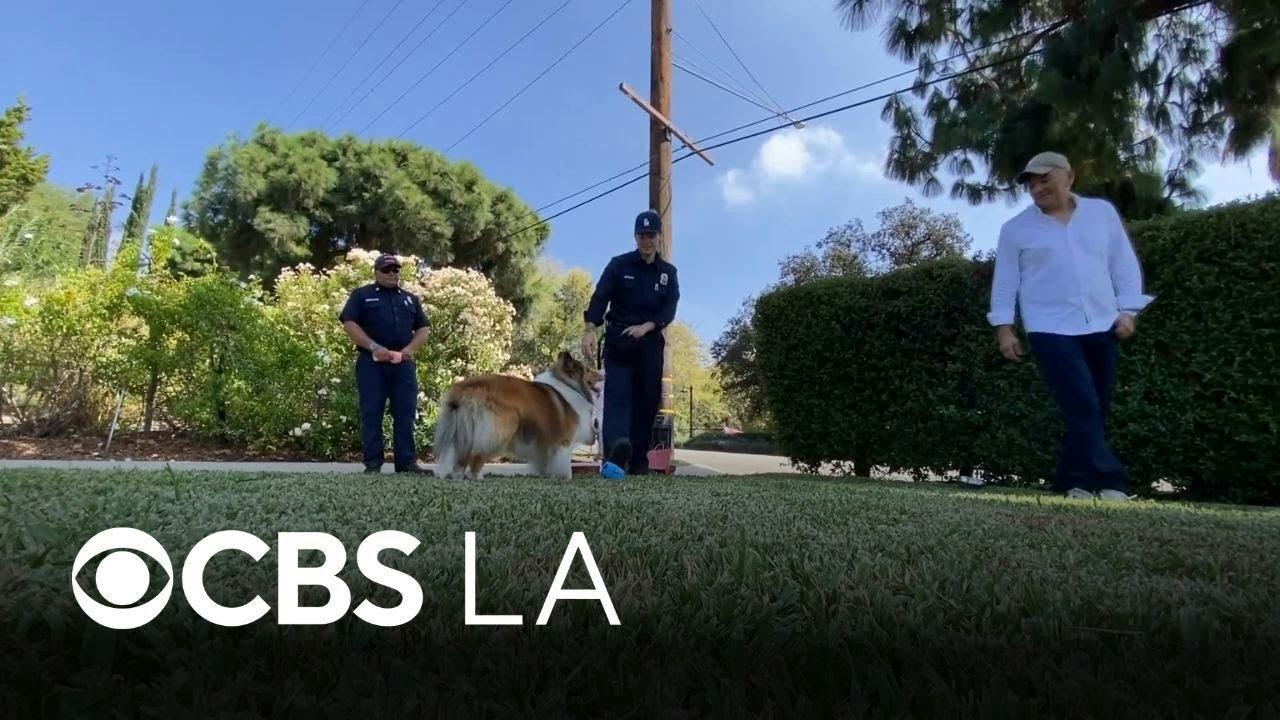 Pasadena dog reunites with firefighters who rescued him