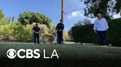 Pasadena dog reunites with firefighters who rescued him